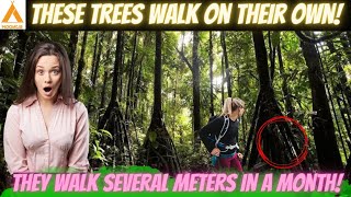 The Walking Palm Trees: Trees That Can Walk | Socratea Exorrhiza