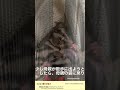 【 sugarglider】 41 deflowered children and their mothers 【 shorts】