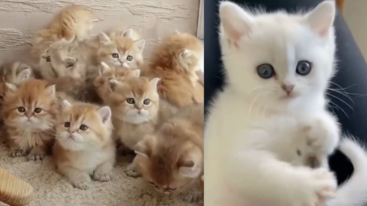 Baby Cats Cute And Funny Cat Videos Compilation 0016 Gatos Bebês