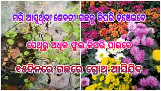 ମରି ଆସୁଥିବା ଶେବତୀ ଗଛକୁ କିପରି ବଞ୍ଚାଇବେ ll ସେଥିରୁ ଅଧିକ ଫୁଲ କିପରି ପାଇବେ ll ୧୫ଦିନରେ ଗଛରେ ଆସିଯିବ ଗ୍ରୋଥ୍