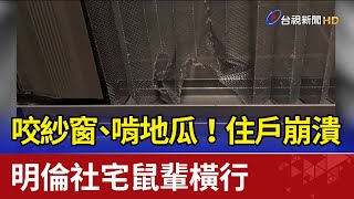 咬紗窗、啃地瓜！明倫社宅鼠輩橫行 住戶崩潰