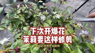 茉莉修剪很重要，想要茉莉每月开花就这样剪