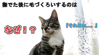 【猫雑学】人が撫でた後にすぐ毛づくろいをするのはこういう理由だった！！　Cat trivia This is why grooming is performed immediately after a