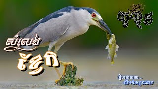 សំលេងសត្វខ្វែក (Black-Crowned Night Heron)