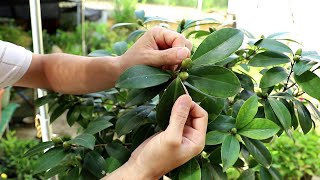 茶花花苞太多，你懂得怎样梳蕾吗？看看吧