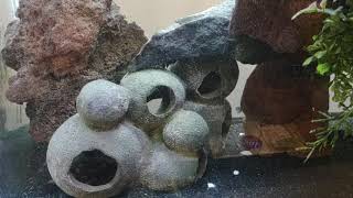 Demasoni Cichlid Care