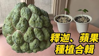 釋迦、蘋果種苗繁殖合輯 | Collection of Shakya and Apple Seedlings Propagation