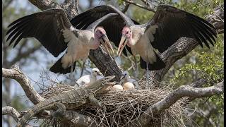 Marabou Stork: 140 Days From Egg to Ruthless Survivor - A Brutal Journey