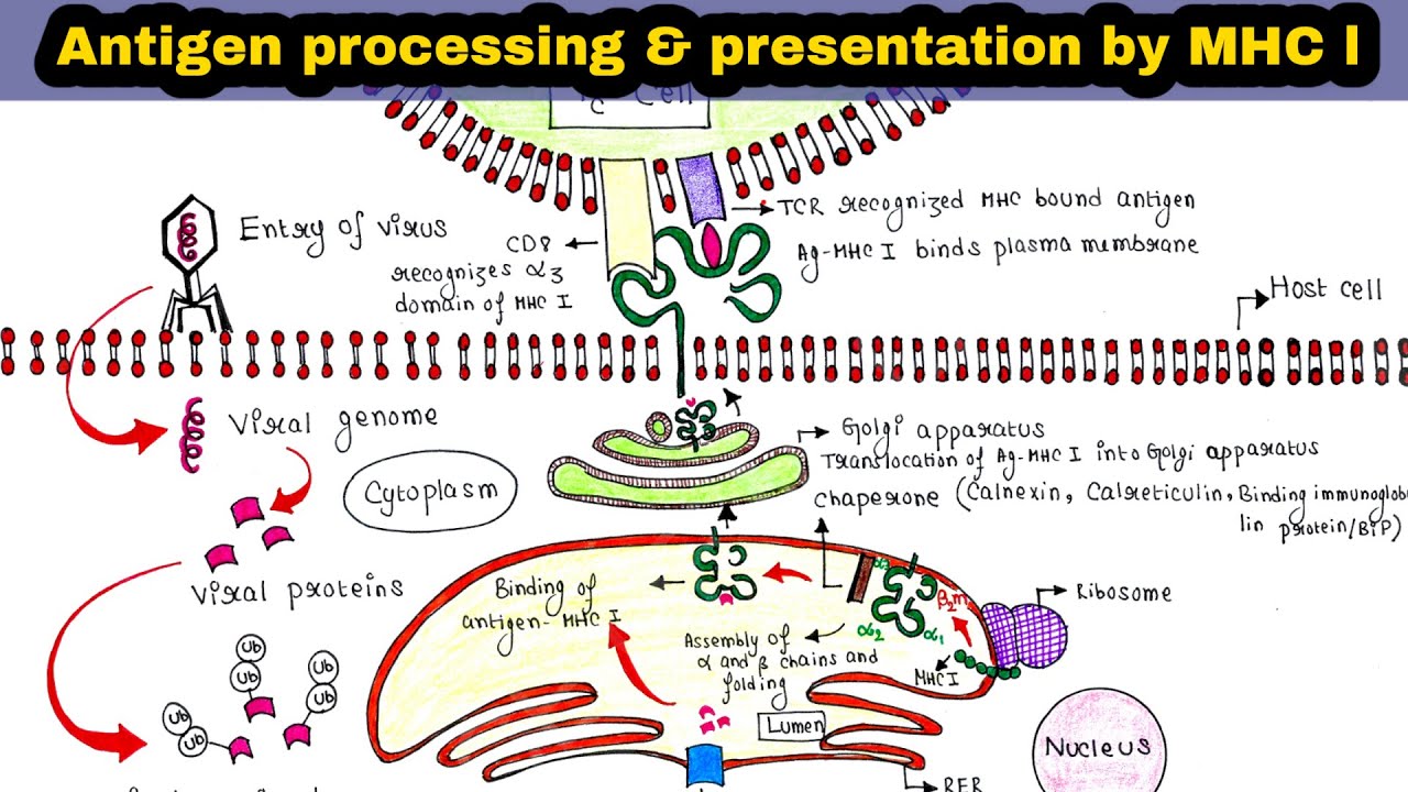 Antigen Processing And Presentation By MHC Class I | Immunology Lecture ...