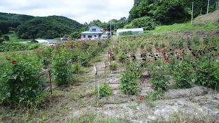 空撮　2017　元気です‼　川俣町山木屋　復興1年　ダリア園