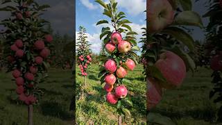 How to nice #agriculture #beautiful #apple #nice #shortvideo #ytshorts #youtubeshorts