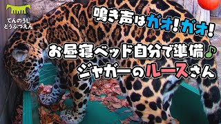 【天王寺動物園】＼鳴き声はガオ！ガオ！／お昼寝ベッドを自分で準備♪隙間が気になるジャガーのルースさん