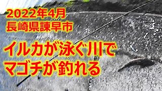 イルカが泳ぐ川でマゴチをゲット　4月　長崎県諫早市