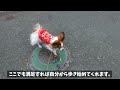 生後10ヶ月になったパピヨン子犬の散歩の実態。やっぱり線が好き！？ もなか日記 papillon パピヨン