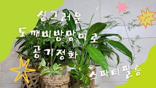 공기정화식물 스파티필름으로 싱그러운 거실!!