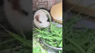 ［モルモット］野草を食べるピータン#shorts #guineapig