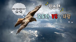 윙스팬 (WINGSPAN) 보드게임 오토마와 플레이 룰 설명 하는법