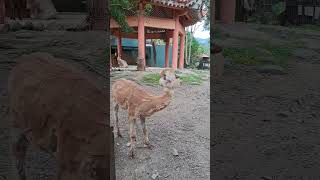 羊駝剪毛的痕跡好明顯😂 #動物 #可愛 #animals #cute #動物園 #alpaca