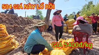 Cân lúa 504 năng xuất công lớn được tấn giá bán 5400đ/kg . giá thị trường 5200đ/kg