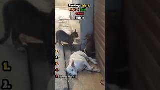 Top 5 Dog & Cat Chaos 🐶🐱😂 Part 5 #dogs #viral