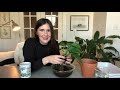 repotting a pothos plant