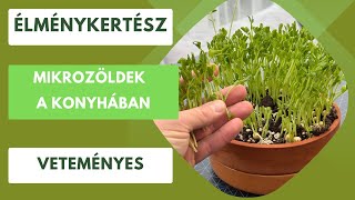 Mikrozöldek a konyhában!- Egy tál egészség a téli hónapokban!🌱