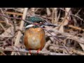 nyackierの今日の鳥活 vol.11　2023年1月28日 北本自然観察公園 u0026 ビオトープ 探鳥　～どちらの青い子がお好き？～