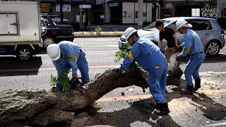 大阪・谷町筋の街路樹が倒れる