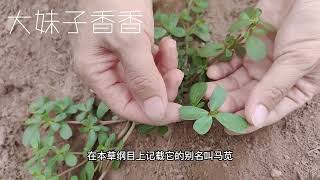 这植物叫马齿苋，我们当地人称它为“长寿菜”，原来价值这么高！