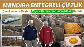 Mandıra Entegreli Çiftlik | Orjinal Damızlık Lagün ve Karacabey Merinos Koyun Çiftliği