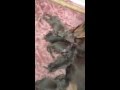 Mini Smooth Dachshund Zyzemup Ferrero Rocher's babies 3 days old. Born 18th Nov. 13