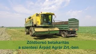 Zöldborsó betakarítás a szentesi Árpád Agrár Zrt-ben