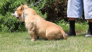 ABKC CHAMPION MUSCLEONEBULLYS MAGOO