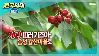 [전국시대] 체리 따러 가즈아 음성 갑산 마을로 (음성)