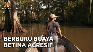 Berburu Di Tempat Aligator Betina Agresif | Swamp People (S12)