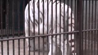 2015.11.7 宇都宮動物園☆ホワイトタイガーのアース【White tiger】_02