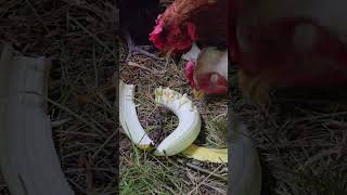 Chicken Eating Banana