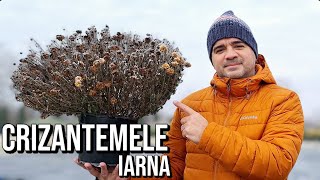 Cum facem crizantemele sa treaca iarna!