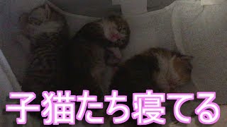 元気な赤ちゃん子猫、寝てる【可愛い子猫動画】 Energetic kitty, sleeping 【cute kitten animation】