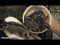 sugar gliders flying funny u0026 cute compilation