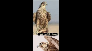 هجرة الصقور - سامي جابر