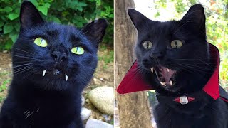 Meet Monkey, A Lovable 'Vampire' Cat With A Personality As Big As His Fangs