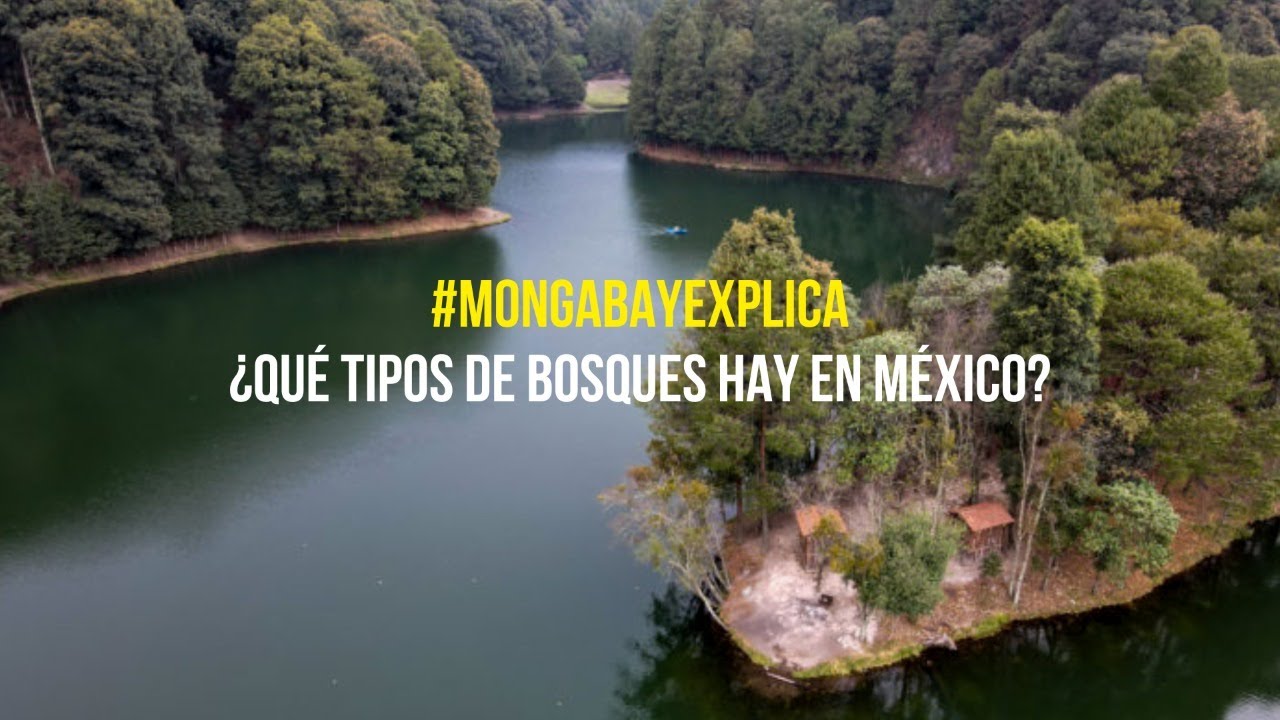 #MongabayExplica: ¿Qué Tipos De Bosques Hay En México? - YouTube