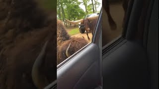 Bison Rams Large Texas Longhorn Bull || ViralHog