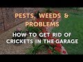 How to Get Rid of Crickets in the Garage