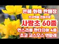 은혜화훼판매장🌳전국택배 전화주문 ☎010 2651 4421#사랑초전문점60종레드쉐도우,컴퓨레샤 더블폼,스키터리크루프사랑초,덴파레#온시디움 환타지아4종#초코코스모스#유럽제라늄🌳