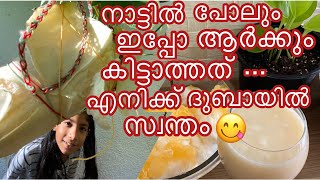 അങ്ങനെ ദുബായിൽ ഇതും ഞാൻ സ്വന്തമാക്കിയേ 💪|pottuvellari😋| ഇപ്പോഴും ഇതറിയാത്തവർ ഏറെ 🤔