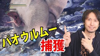 パオウルムーを捕獲するぞ!か【モンスターハンターワールド】