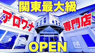 【ショップ訪問】関東最大級のアロワナ専門店！激レアアロワナ！今流行りの紅龍！水族館サイズの大型魚まで！　熱帯魚　アクアリウム