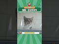 猫猫：这么久了，你还记得我吗？ 万万没想到 猫咪 娱乐评论大赏 shorts